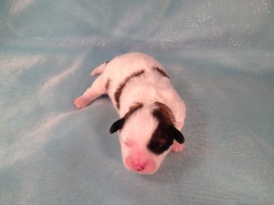Iowa Puppies for sale, Shih tzu Bichon Teddy bears, Ready December 10th, 2012